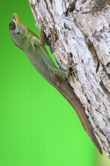 Anolis richardii