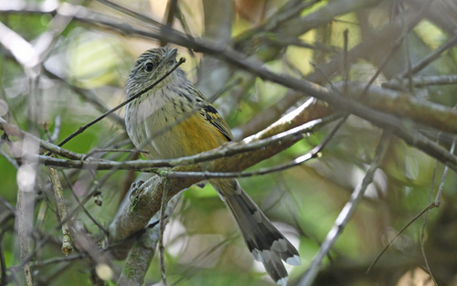 Klages's Antbird (Drymophila klagesi), photo 3