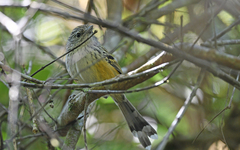 Klages's Antbird photo 3