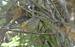 Klages's Antbird photo 2
