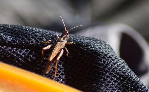 Rufous Grasshopper, Первомайский р-н, Алтайский край, Россия, photo 8 of 10
