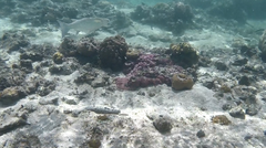 Crenimugil crenilabis