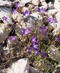 Campanula ramosissima