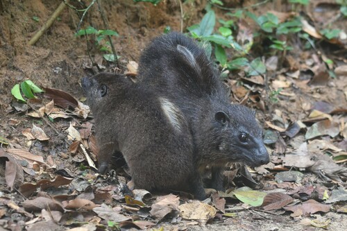 Western Tree Hyrax