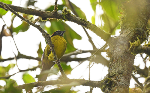 Moustached Brushfinch (Atlapetes albofrenatus), photo 4