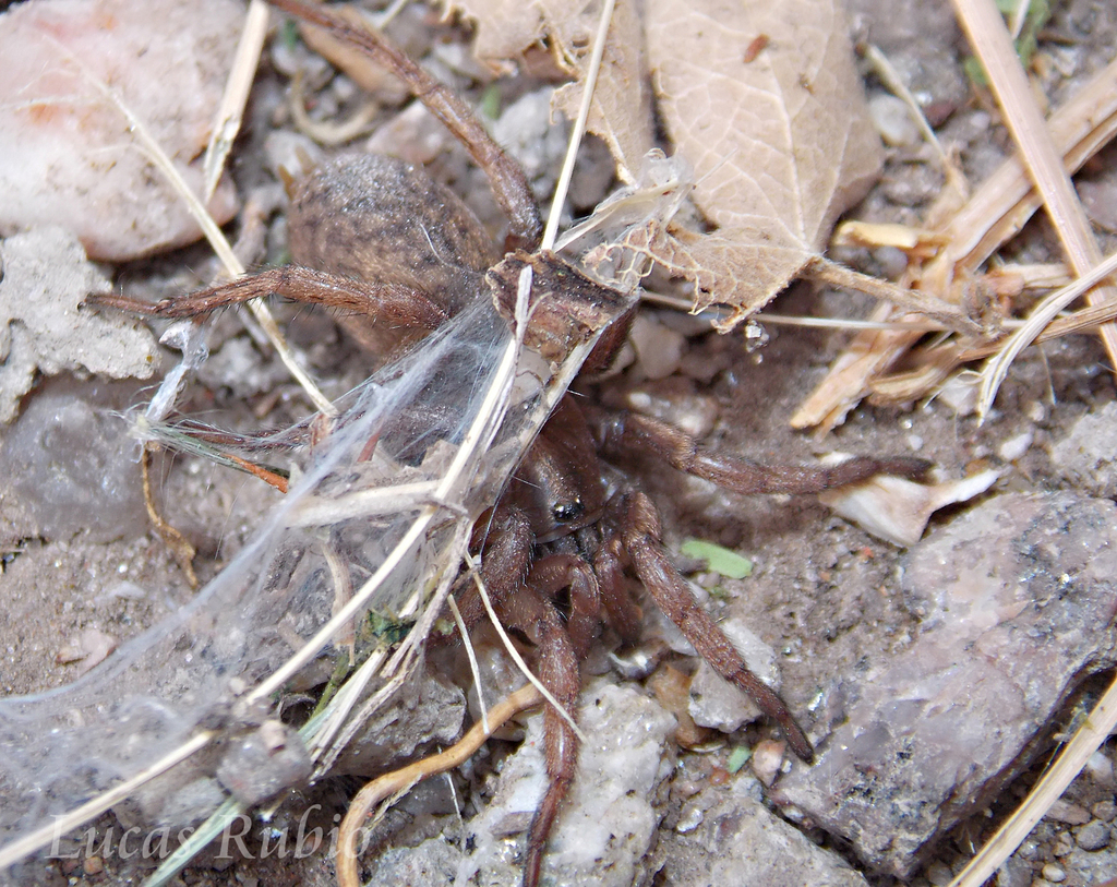 Acanthogonatus monicae