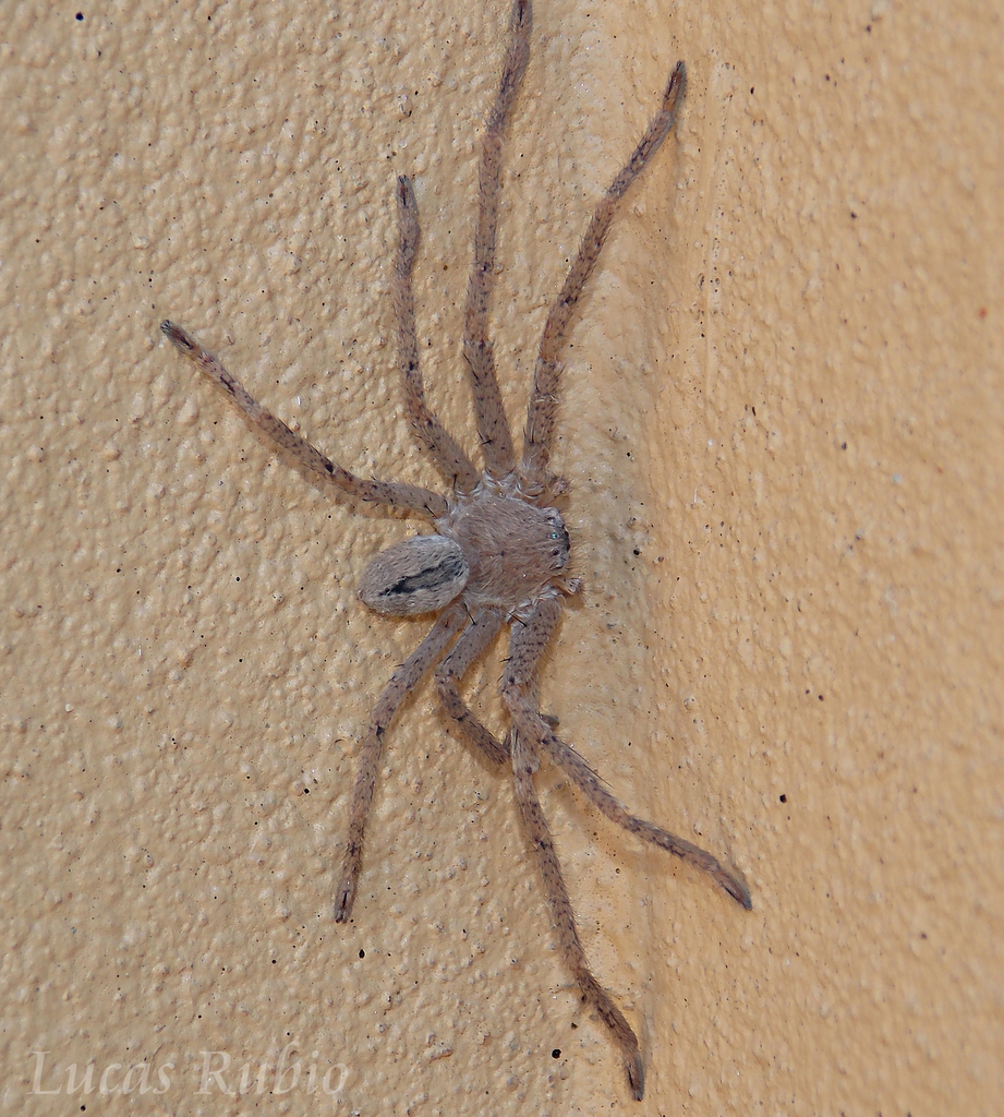 Polybetes trifoveatus