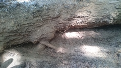 Vachellia hebeclada hebeclada