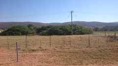 Vachellia hebeclada hebeclada