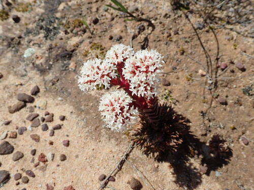 Crassula alpestris