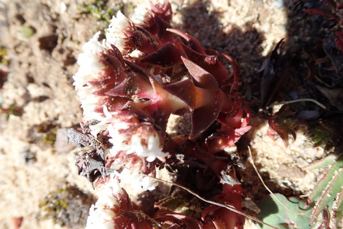 Crassula alpestris