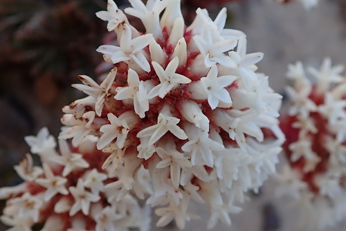 Crassula alpestris