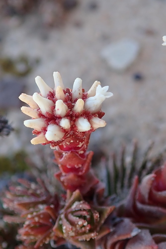 Crassula alpestris