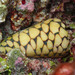 Conus marmoreus - Photo (c) Raphael Forns, algunos derechos reservados (CC BY-NC), subido por Raphael Forns