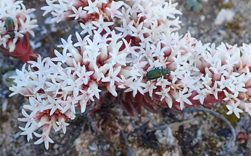 Crassula alpestris
