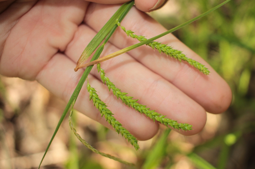 Image of Carex prasina by (c) Alex Karasoulos, some rights reserved (CC BY)