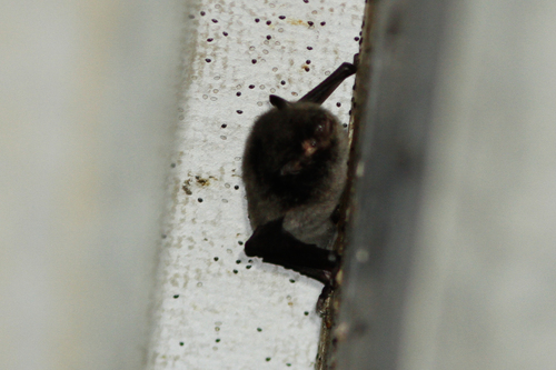 Myotis macropus
