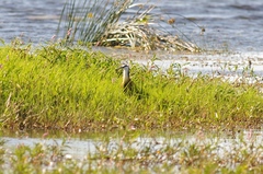 Actophilornis africanus