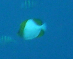 Hemitaurichthys polylepis