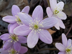 Hepatica acutiloba