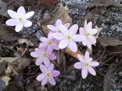 Hepatica acutiloba