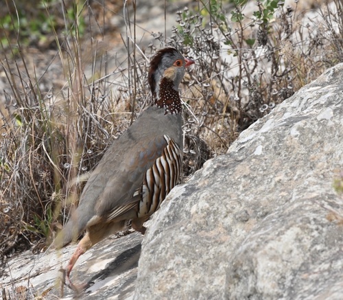Perdiz moruna (Alectoris barbara)