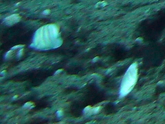 Chaetodon multicinctus
