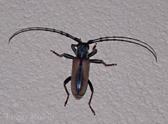 Plocaederus pactor