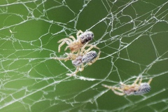 Stegodyphus sarasinorum