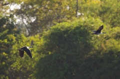 Sarkidiornis melanotos