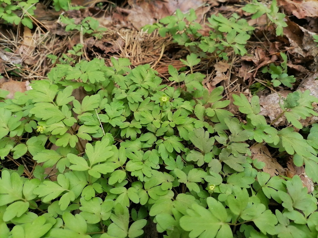 Moschatel from Северо-Восточный административный округ, Москва, Россия ...