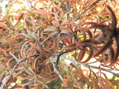 Dracophyllum recurvum