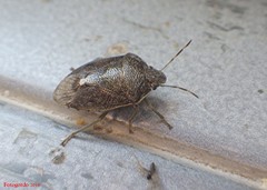Holcostethus limbolarius