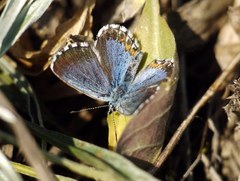Pseudophilotes bavius