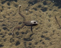 Pelophylax