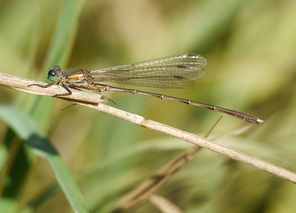 Eastern Willow Spreadwing