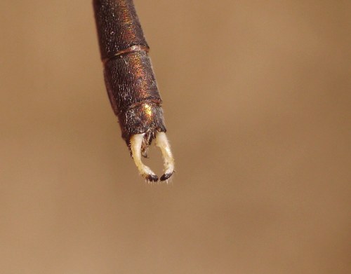 Eastern Willow Spreadwing