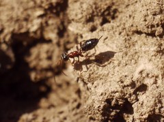 Ichneumonidae