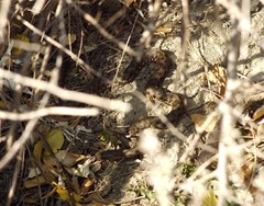 Natrix tessellata