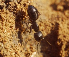 Camponotus aethiops
