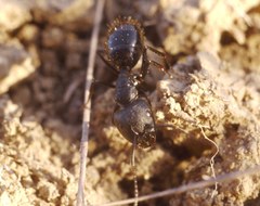 Camponotus aethiops