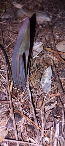 Image of Lachenalia peersii by (c) Adele SL, some rights reserved (CC BY)