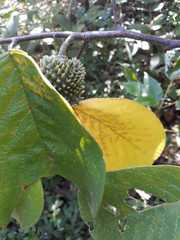Annona holosericea