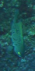 Plectroglyphidodon marginatus