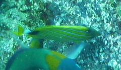 Chaetodon fremblii