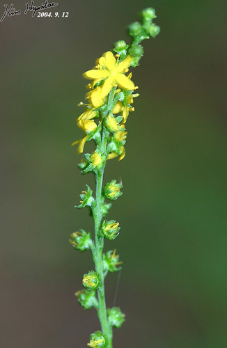 Hairy Agrimony