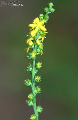 Agrimonia pilosa