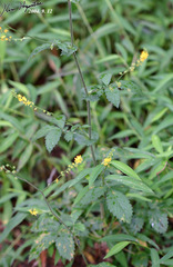 Agrimonia pilosa