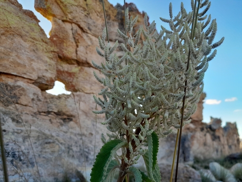 Tetradenia isaloensis image