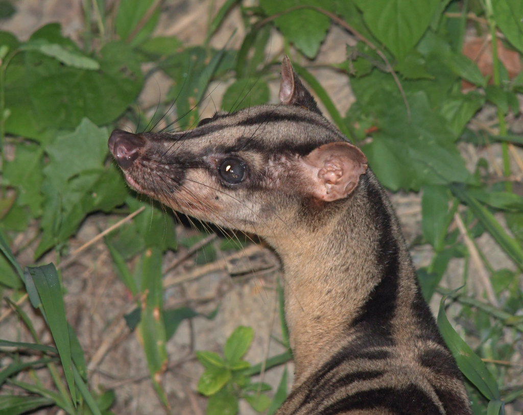 Sunda Civets